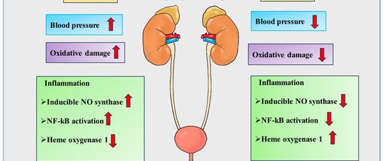 The Aging Kidney and Acute Kidney Injury