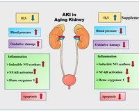The Aging Kidney and Acute Kidney Injury