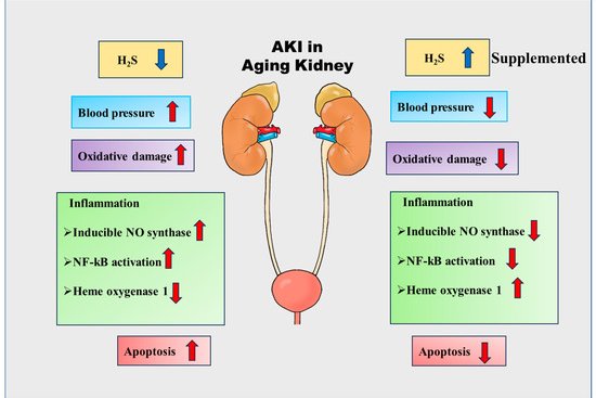 The Aging Kidney and Acute Kidney Injury